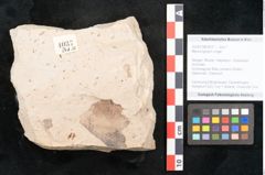 Foto (Objekt + Etikett) von Myrica lignitum Unger (NHMW-GEO-2024-0188-4037)